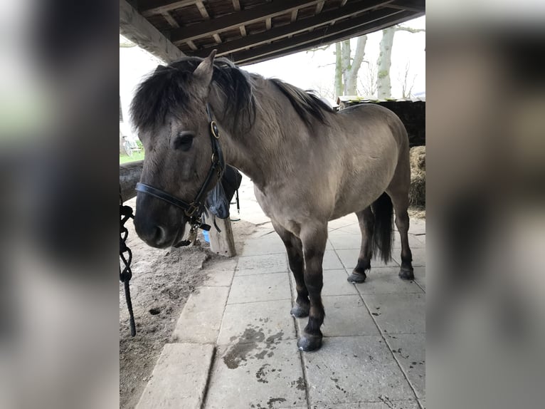 Duelmen Gelding 19 years 13,3 hh Dun in Borgholzhausen