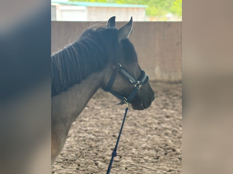 Duelmen Gelding 3 years 12,3 hh Dun in PulheimPulheim