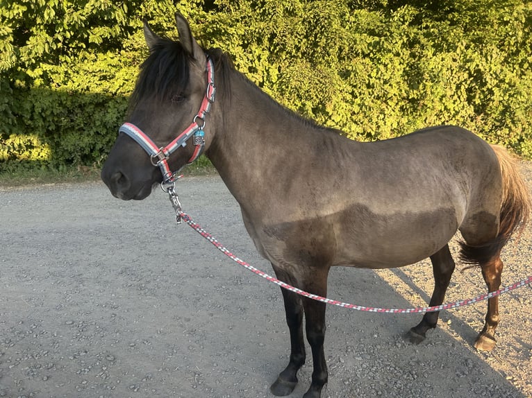 Duelmen Gelding 3 years 12,3 hh Dun in PulheimPulheim