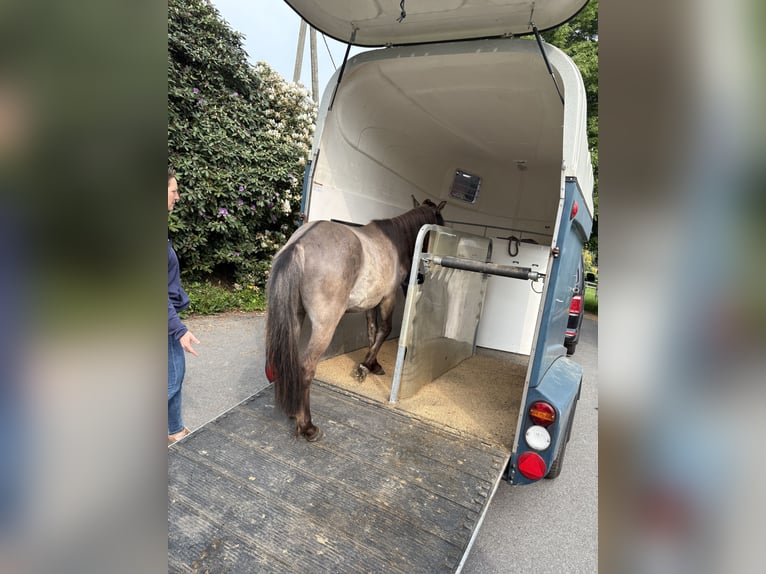 Duelmen Gelding 3 years 12,3 hh Dun in PulheimPulheim