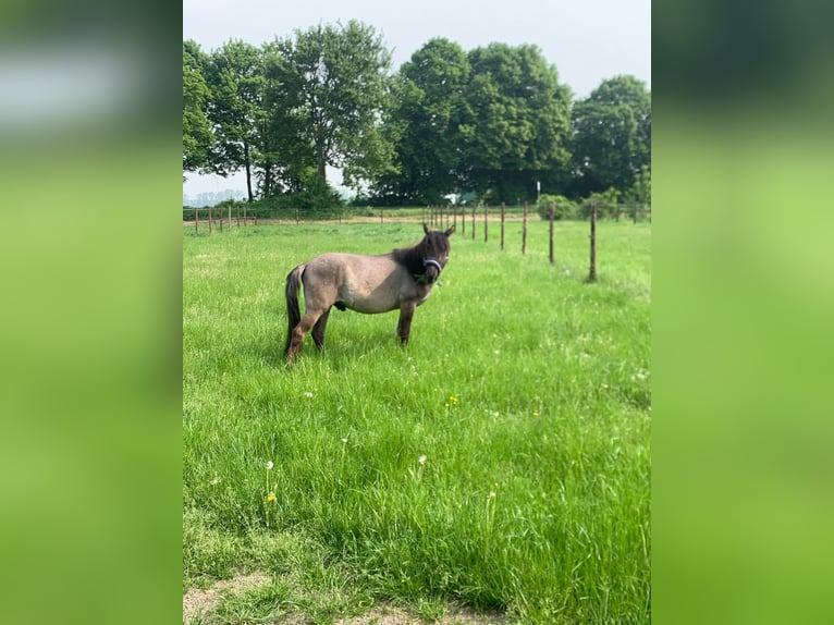 Duelmen Gelding 3 years 12,3 hh Dun in PulheimPulheim