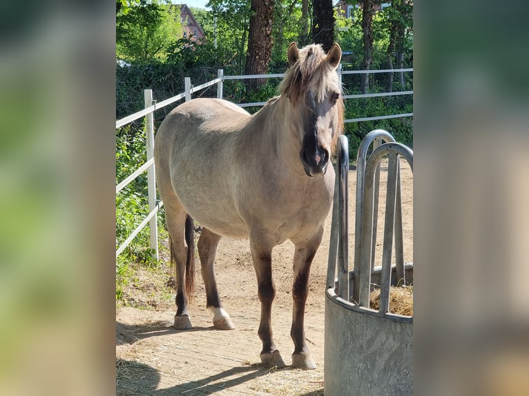 Duelmen Gelding 7 years 13,1 hh Dun in Petershagen