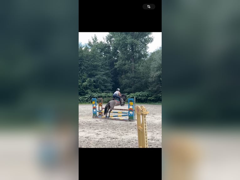 Dülmen Hongre 10 Ans 138 cm Isabelle in Lienen