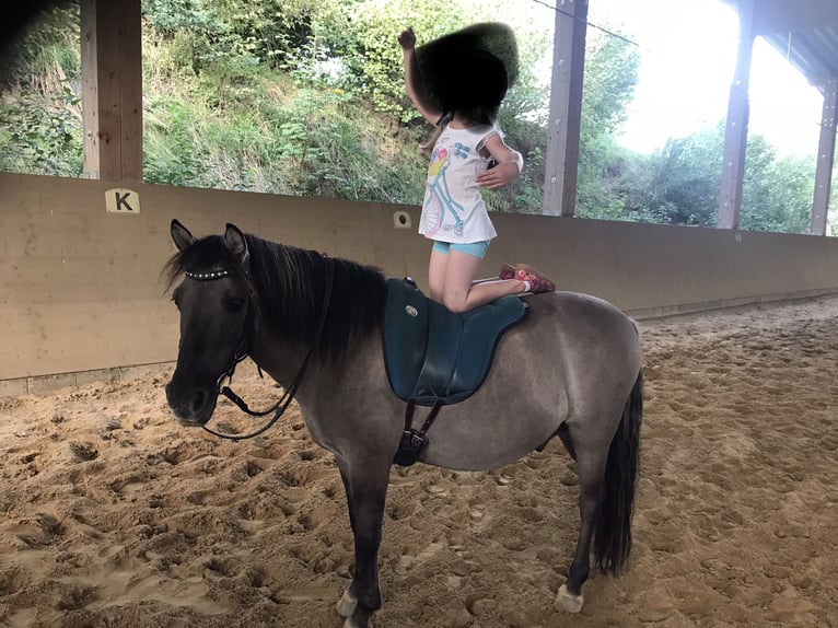 Dülmen Hongre 16 Ans 130 cm Isabelle in Stamsried