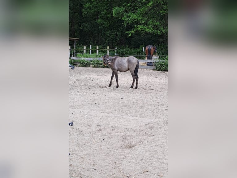 Dülmen Hongre 3 Ans 127 cm Isabelle in Lünen