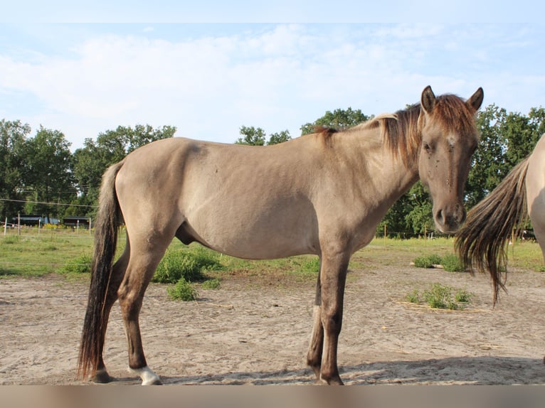 Dülmen Hongre 3 Ans 135 cm Isabelle in Wusterwitz