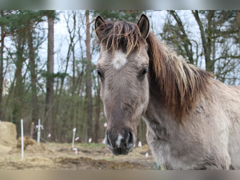 Dülmen Hongre 3 Ans 135 cm Isabelle in Wusterwitz