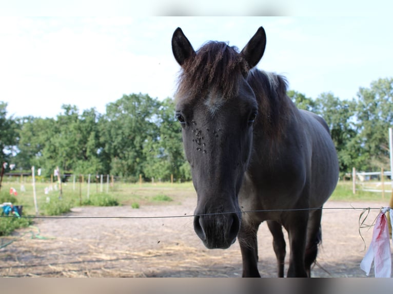Dülmen Hongre 3 Ans 135 cm Isabelle in Wusterwitz