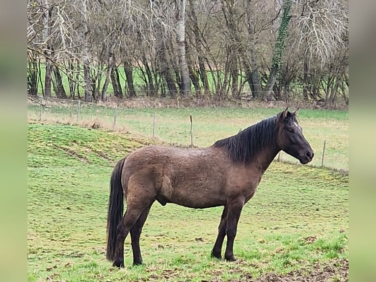 Dülmen Hongre 4 Ans 145 cm Isabelle in Maxsain