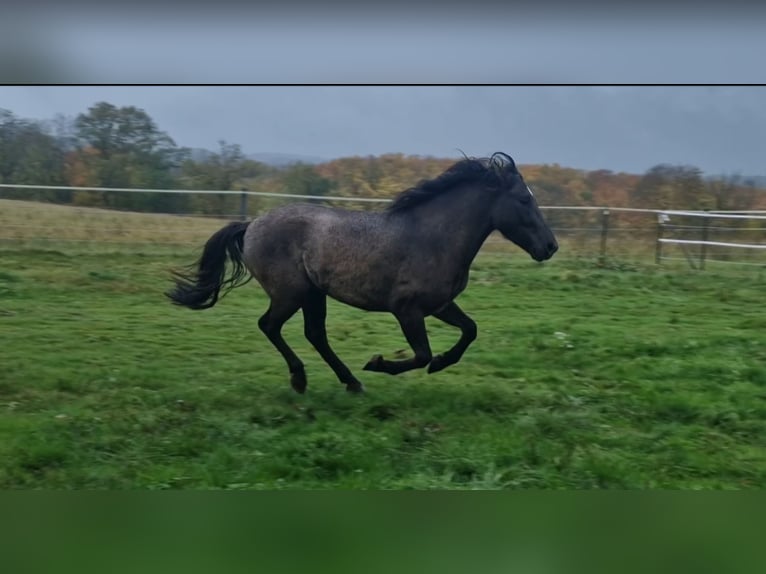 Dülmen Hongre 4 Ans 145 cm Isabelle in Maxsain