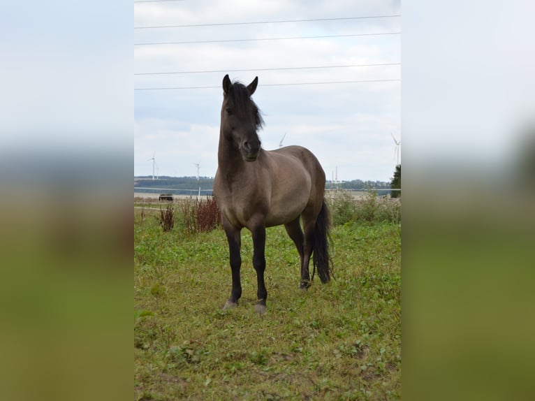Dülmen Hongre 5 Ans 132 cm in Bad W&#xFC;nnenberg - F&#xFC;rstenberg