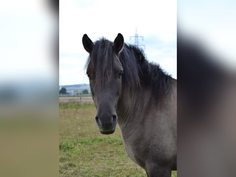 Dülmen Hongre 5 Ans 132 cm in Bad W&#xFC;nnenberg - F&#xFC;rstenberg