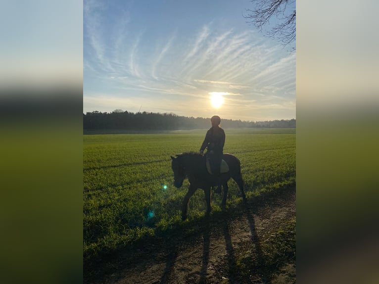 Dülmen Hongre 6 Ans 137 cm Bai brun foncé in Dorsten