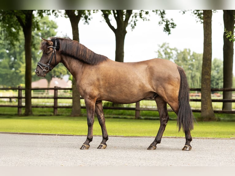 Dülmen Hongre 6 Ans 138 cm Isabelle in Münster
