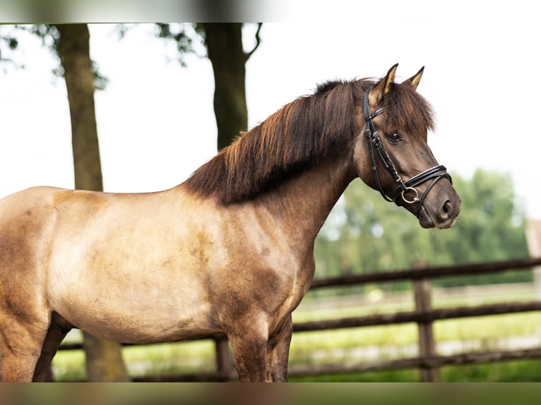 Dülmen Hongre 6 Ans 140 cm Isabelle in Münster