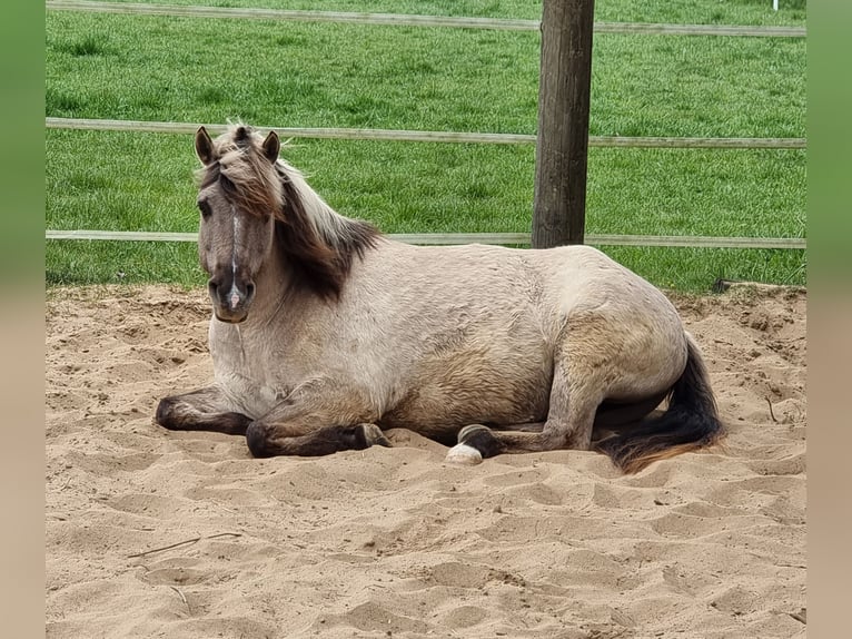 Dülmen Hongre 7 Ans 135 cm Isabelle in Petershagen