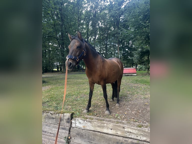 Dülmen Jument 17 Ans 120 cm Bai in KasseL