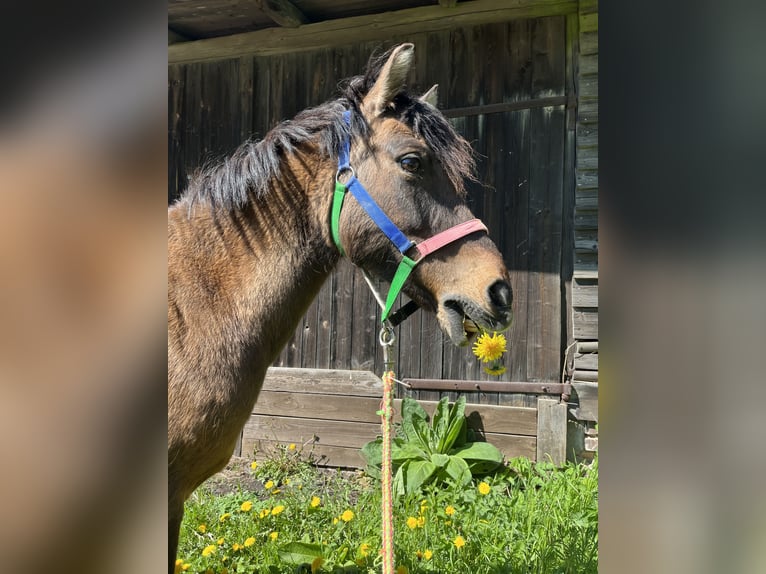 Duelmen Mare 16 years 10,2 hh Brown in Immenhausen