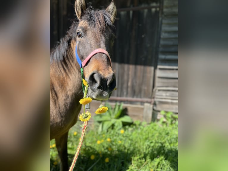 Duelmen Mare 16 years 11,2 hh Brown in KasseL