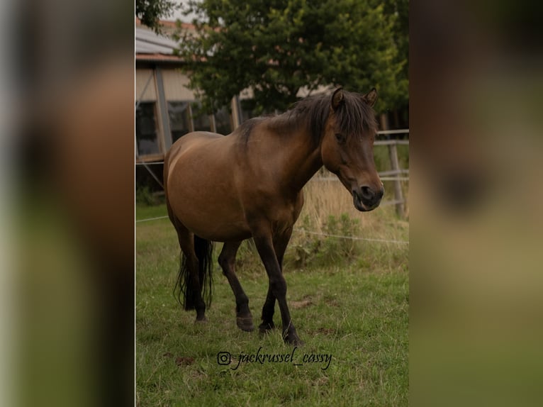 Duelmen Mare 17 years 11,2 hh Brown in KasseL