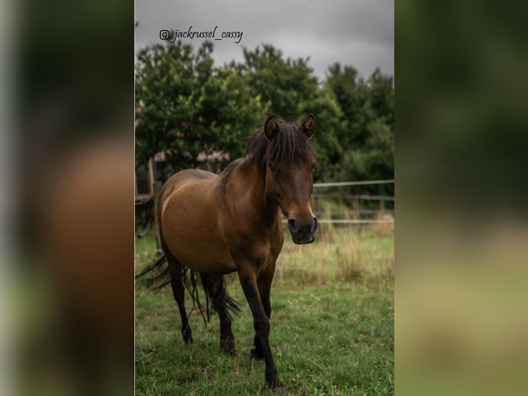 Duelmen Mare 17 years 11,2 hh Brown in KasseL