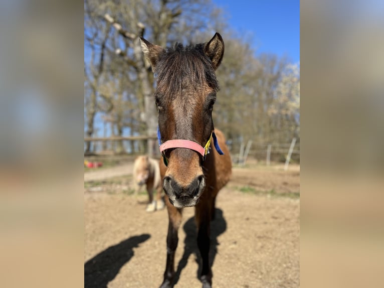 Duelmen Mare 17 years 11,2 hh Brown in KasseL