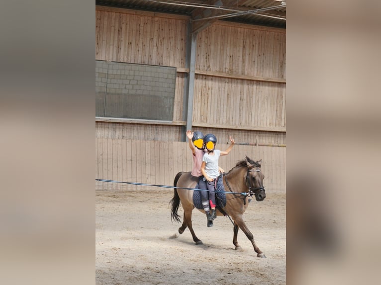 Dülmen Pony Castrone 12 Anni 138 cm Falbo in Herborn