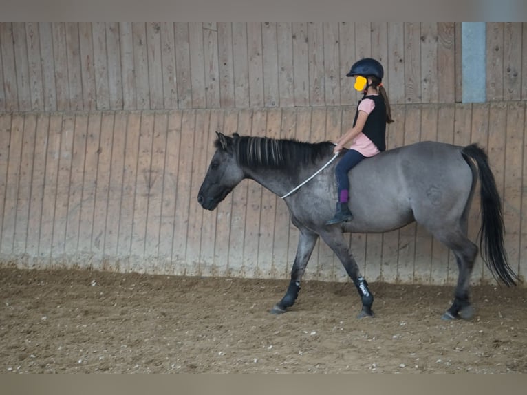 Dülmen Pony Castrone 12 Anni 138 cm Falbo in Herborn