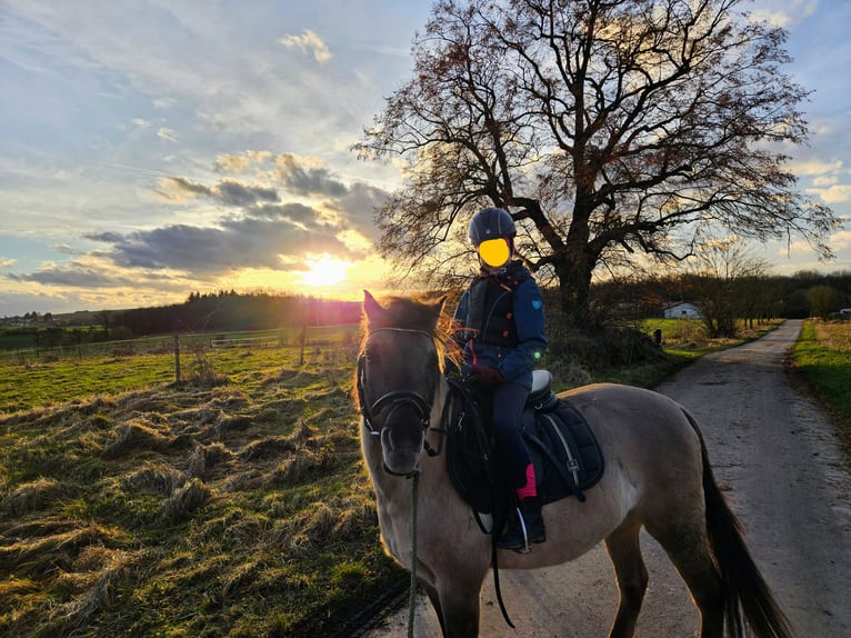 Dülmen Pony Castrone 12 Anni 138 cm Falbo in Herborn