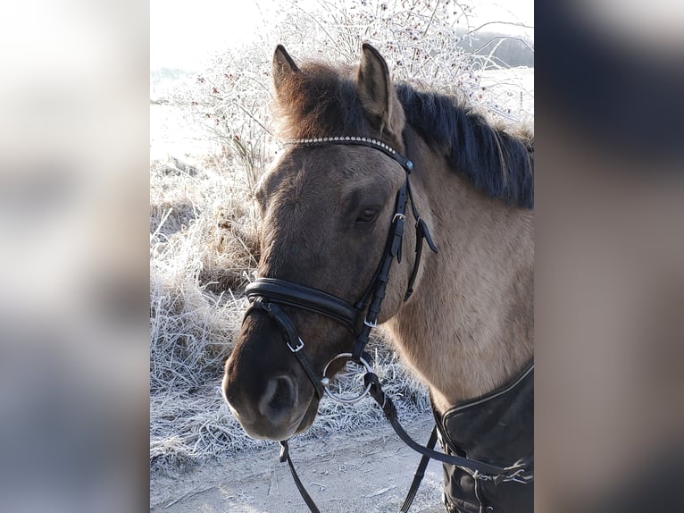 Dülmen Pony Castrone 12 Anni 138 cm Falbo in Herborn