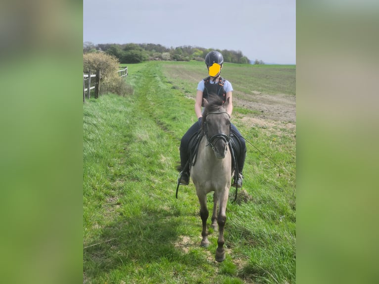 Dülmen Pony Castrone 12 Anni 138 cm Falbo in Herborn