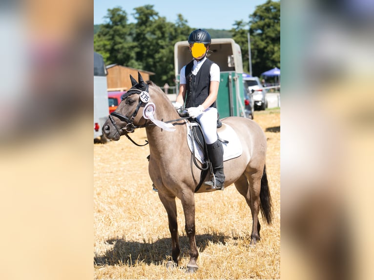 Dülmen Pony Castrone 12 Anni 138 cm Falbo in Herborn