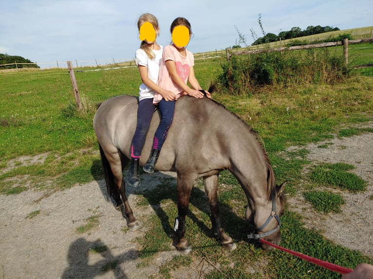 Dülmen Pony Castrone 12 Anni 138 cm Falbo in Herborn