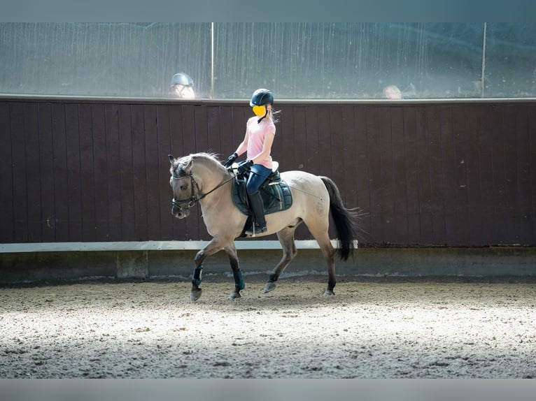 Dülmen Pony Castrone 12 Anni 138 cm Falbo in Herborn