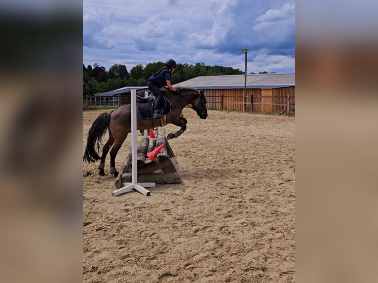 Dülmen Pony Castrone 15 Anni 132 cm Falbo in Gevelsberg