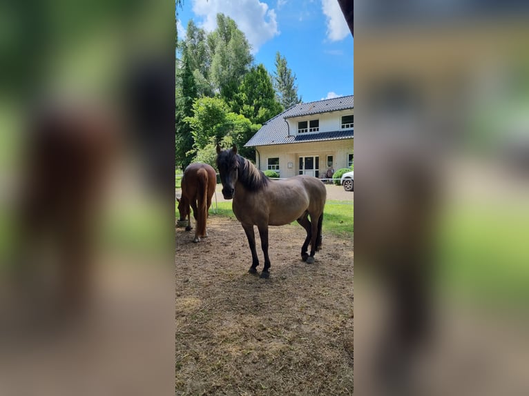 Dülmen Pony Castrone 15 Anni 134 cm Falbo in Hamm