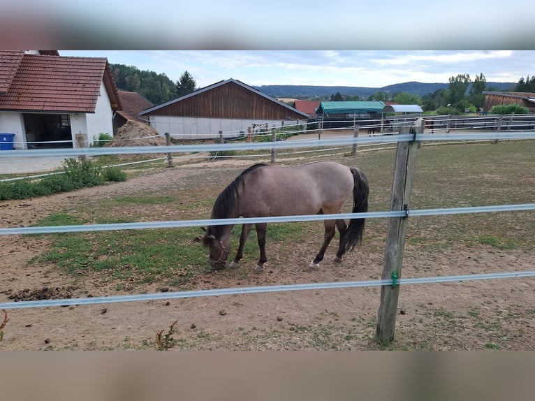 Dülmen Pony Castrone 16 Anni 130 cm Falbo in Stamsried