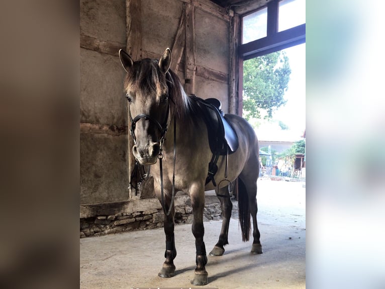 Dülmen Pony Castrone 19 Anni 142 cm Falbo in Borgholzhausen