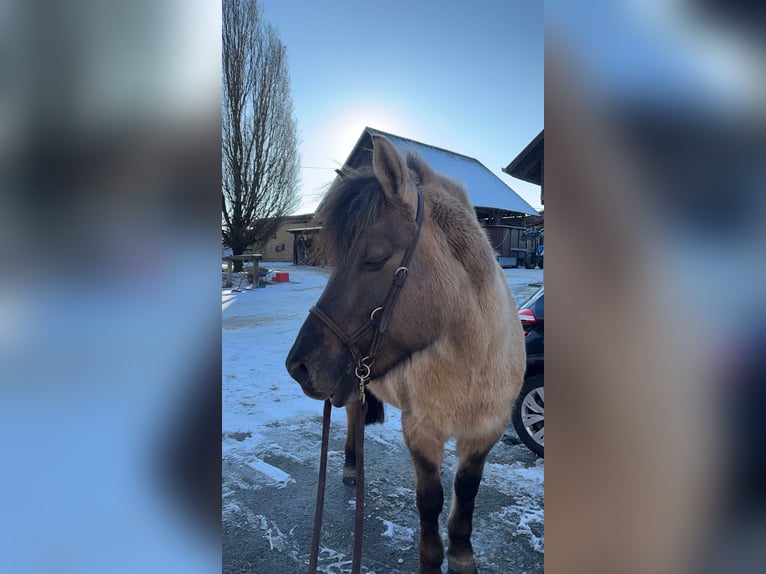 Dülmen Pony Castrone 20 Anni 148 cm Falbo in Bondorf