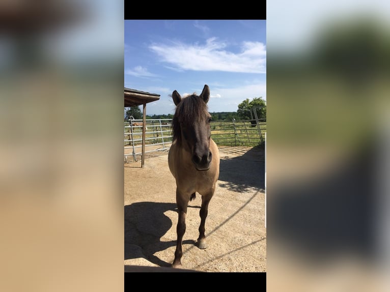 Dülmen Pony Castrone 20 Anni 148 cm Falbo in Bondorf