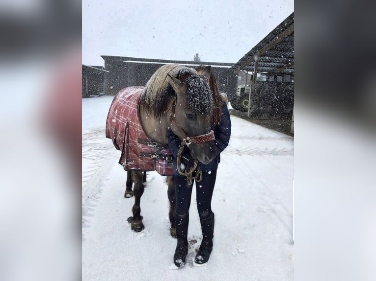 Dülmen Pony Castrone 20 Anni 148 cm Falbo in Bondorf