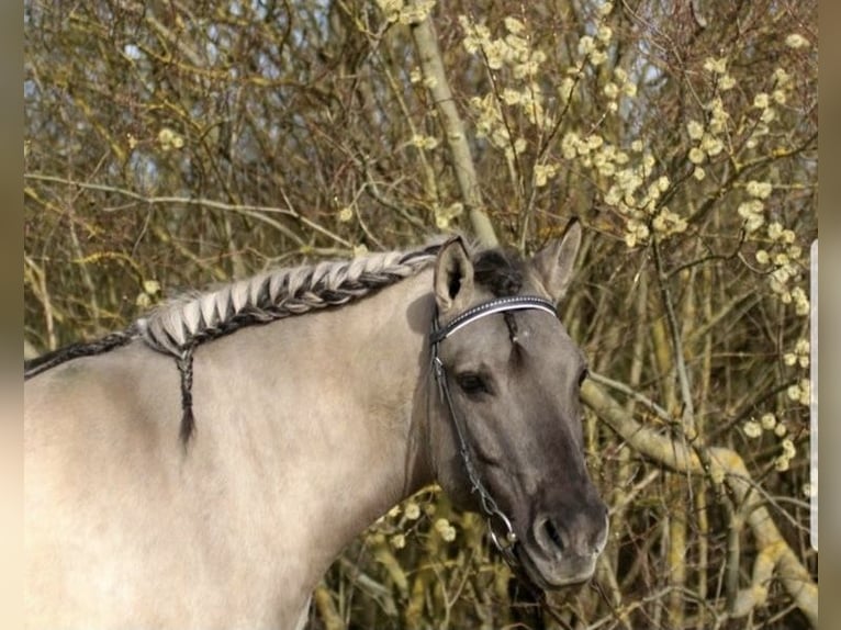 Dülmen Pony Castrone 20 Anni 148 cm Falbo in Bondorf