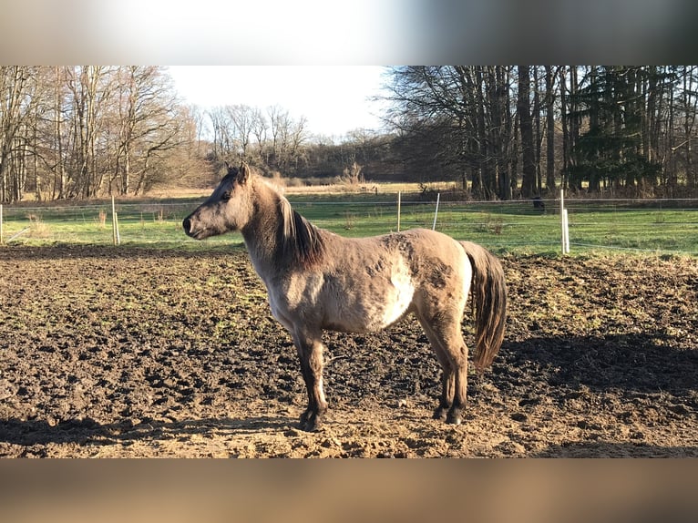 Dülmen Pony Castrone 2 Anni 140 cm Grullo in Emmendorf