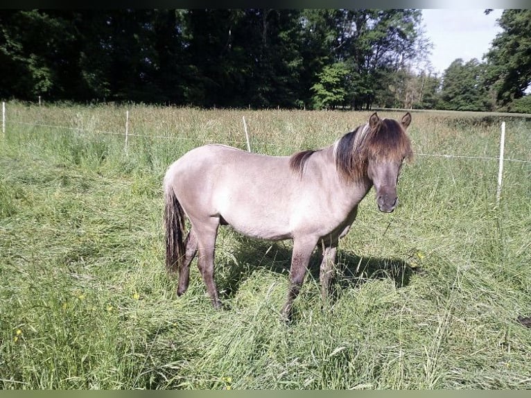 Dülmen Pony Castrone 2 Anni 140 cm Grullo in Emmendorf