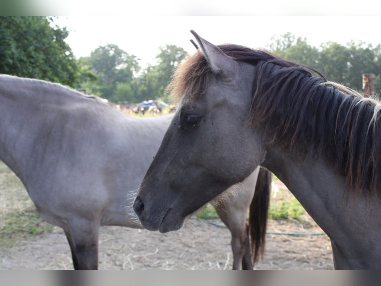 Dülmen Pony Castrone 3 Anni 135 cm Falbo in Wusterwitz