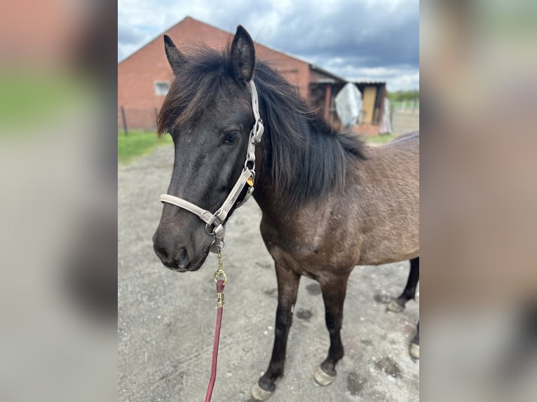 Dülmen Pony Castrone 3 Anni 137 cm Grullo in Herten