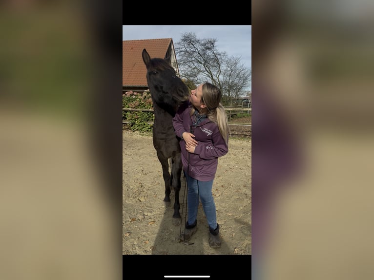 Dülmen Pony Castrone 3 Anni 137 cm Grullo in Herten