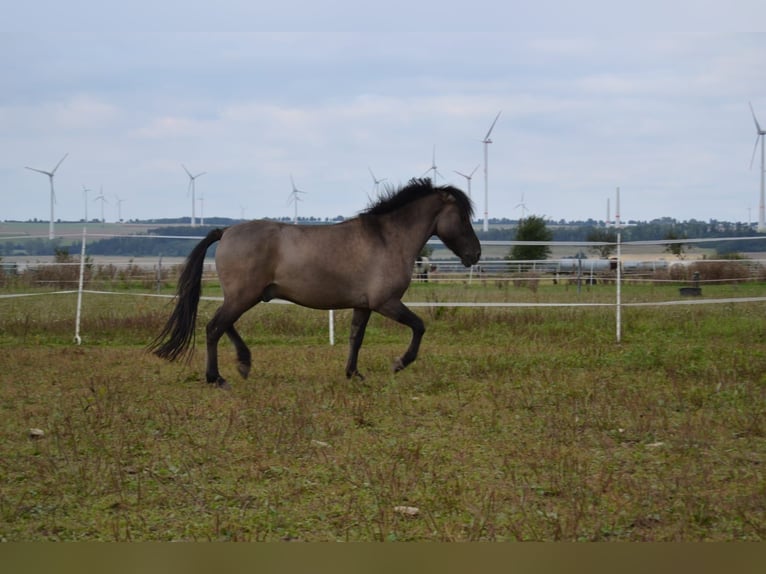 Dülmen Pony Castrone 5 Anni 132 cm in Bad W&#xFC;nnenberg - F&#xFC;rstenberg