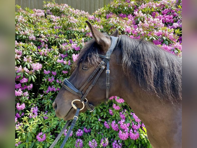 Dülmen Pony Castrone 6 Anni 137 cm Baio nero in Dorsten