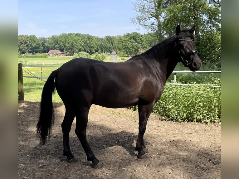 Dülmen Pony Castrone 6 Anni 137 cm Baio nero in Dorsten